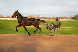 Cheval,-Chevaux,-Domaine-de-Grosbois,-Drivers,Grosbois,-Kaleidos,-Kaleidos-images,-La-parole-à-limage,-Marolles-en-Brie,-Sulky,-Tarek-Charara,-Trot,-Trotteurs